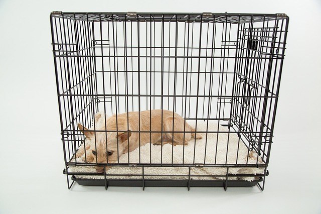 Crate rest” for dogs: advice for vets – The Rehab Vet