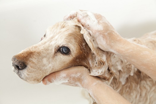 Start with the face when bathing a paralyzed dog.