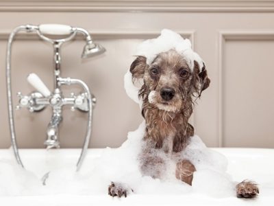 Dog taking bubble bath