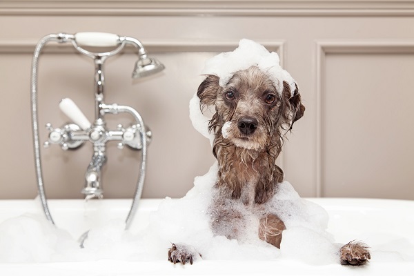 What you should know about bathing a paralyzed dog