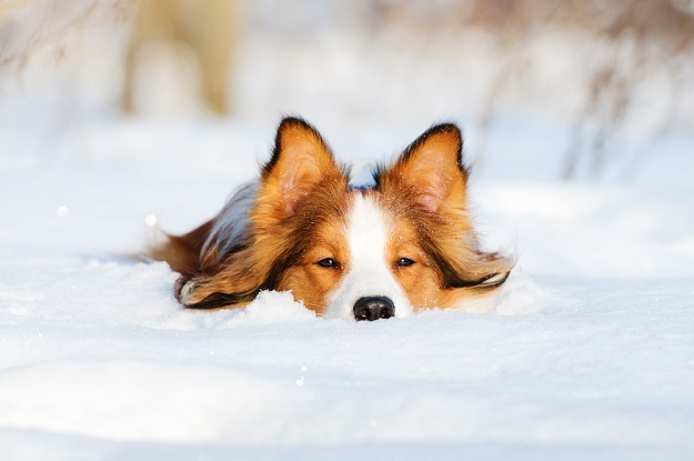 Dog in the snow
