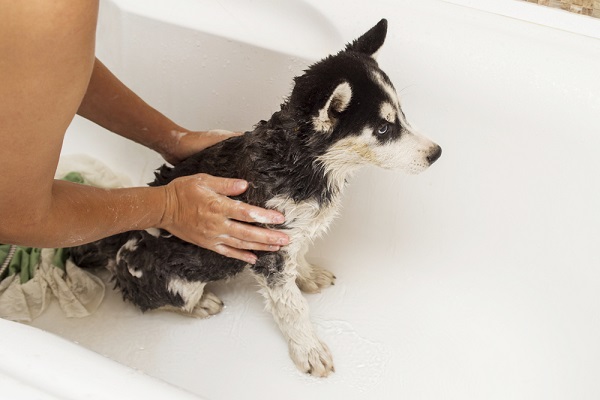 Placing a paralyzed dog into a bathtub.