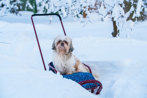 Dog in the snow.
