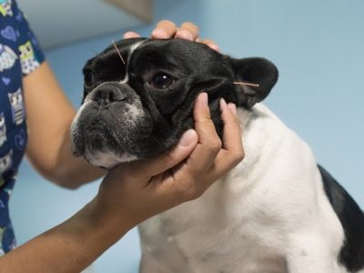 Dog receiving acupuncture treatment