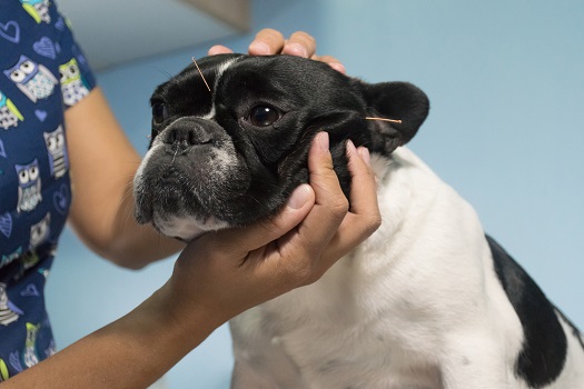 Dog receiving acupuncture treatment