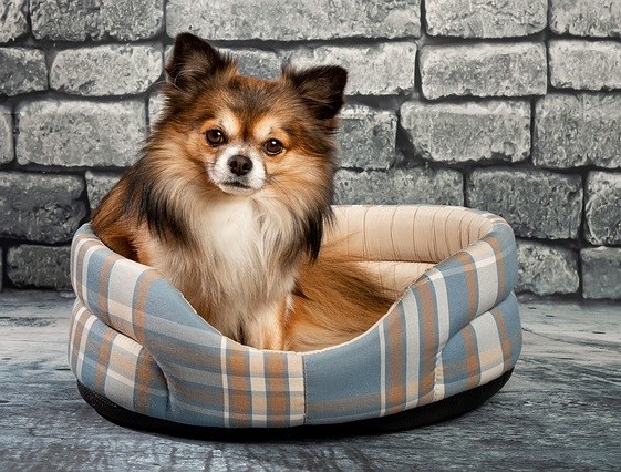 Facts About Teacup Dog Breeds Prospective Buyers Should Know - PetHelpful