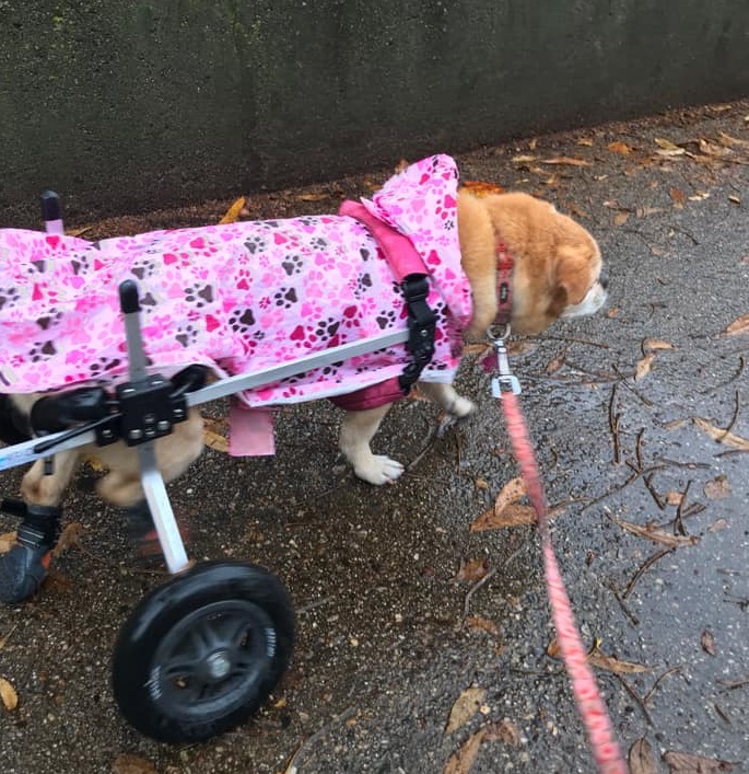 Berta, a paralyzed dog in her wheelchair needs an dog indoor bathroom.
