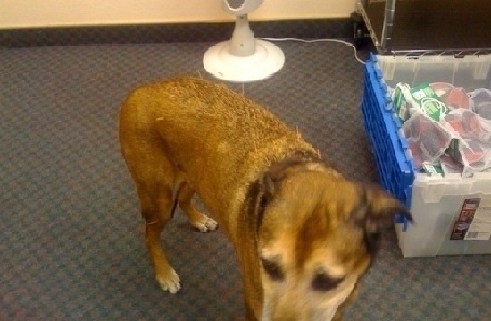 Dog receiving acupuncture treatment.
