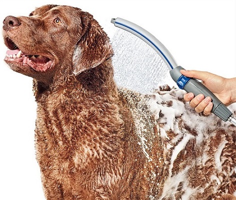 Bathing a disabled dog using a spray wand.