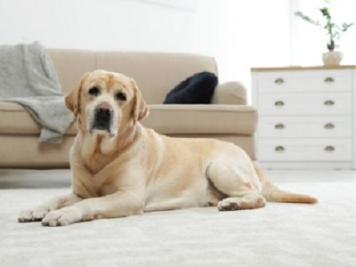 Labrador retriever enrolled study for dogs with back pain
