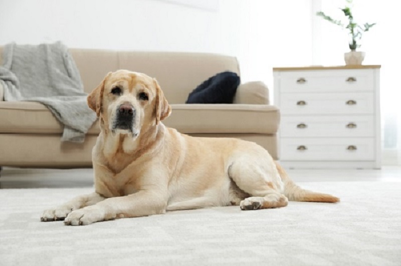 Labrador retriever enrolled study for dogs with back pain