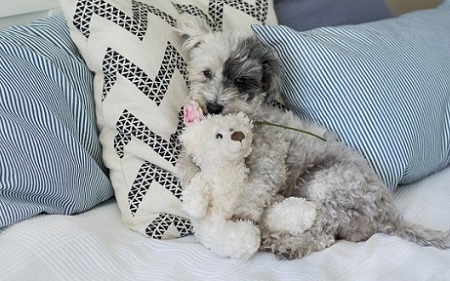 Puppy with rose for Valentine's Day