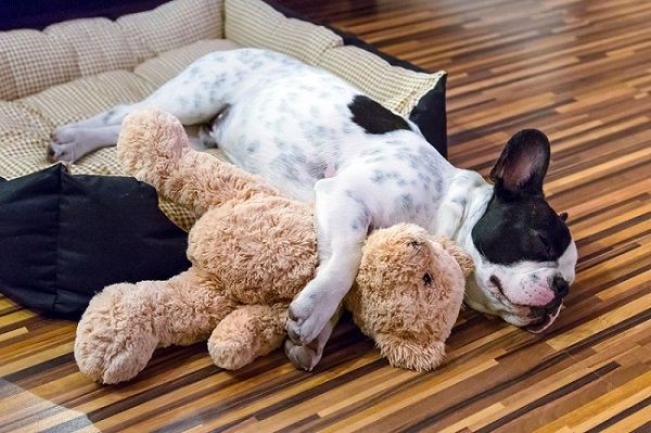 Dog sleeping in orthopedic dog bed.