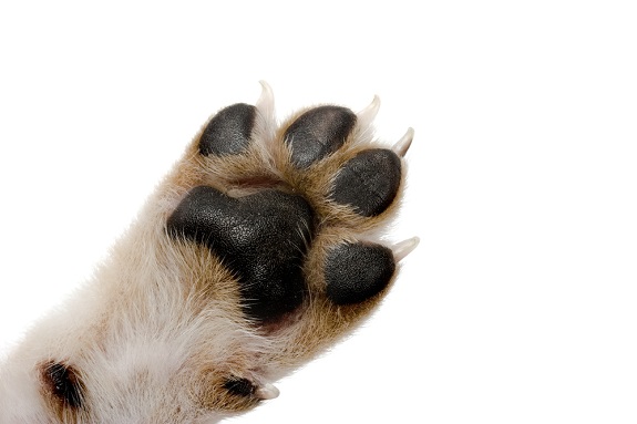 Dog paw care and nail trims