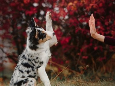 Dog giving high-five for paw care