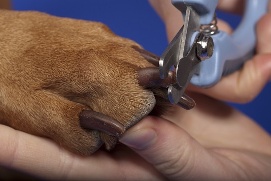 Trimming your dog's nails improves overall health.
