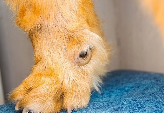 Dewclaws in dogs can grow into the skin. 