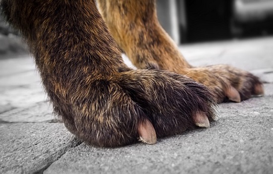 Dog nails are too long when they hit the ground when a dog stands.