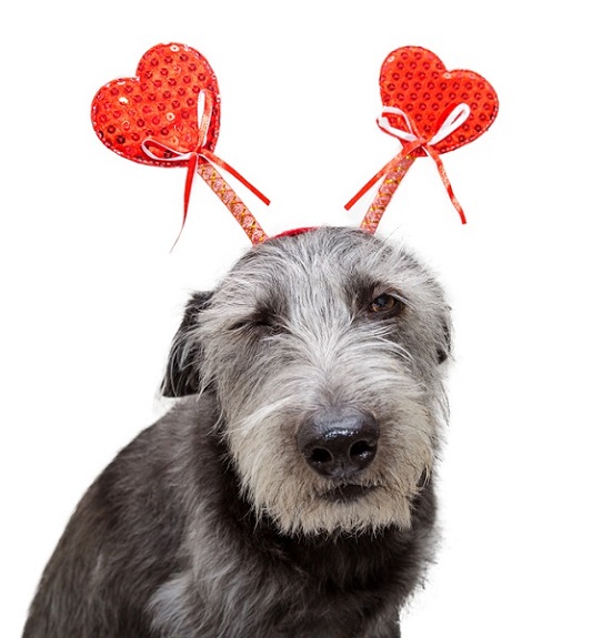 Dog with Valentine's Day decorations.