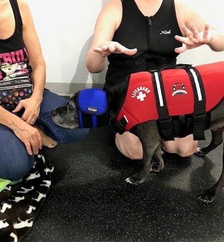 Dog wears swim vest and ear coverings to water therapy session