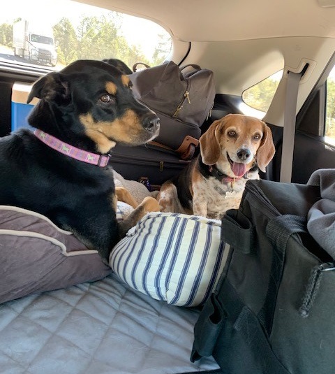 Two dogs taking a road trip