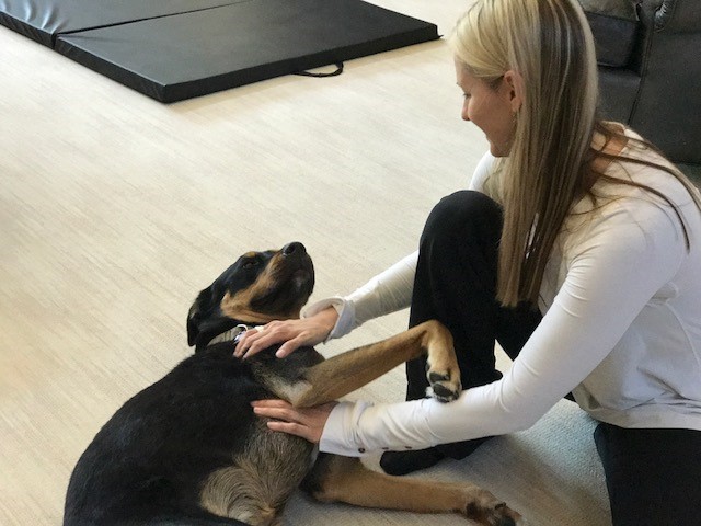 Dog getting a massage.