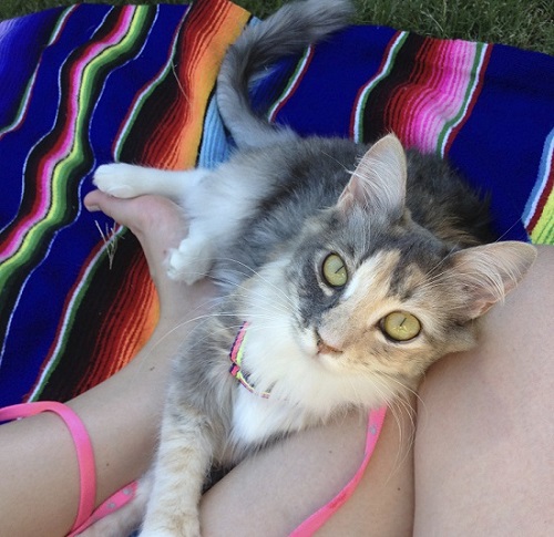 Kitten born with cerebellar hypoplasia