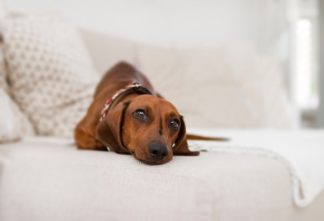 Dachshund lying down