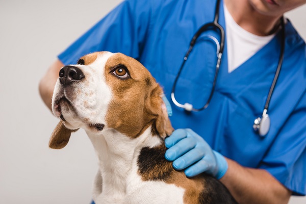 Beagle Pain Syndrome is a rare disease for Beagle puppies