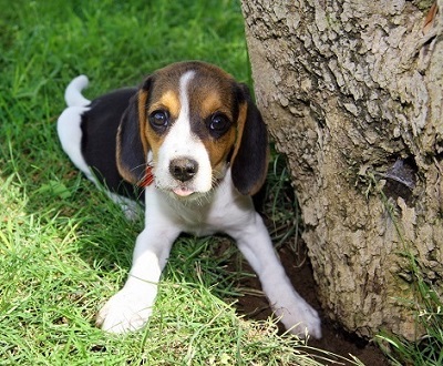 Beagle puppy waiting for owners