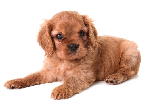 Cavalier King Charles Spaniel puppy