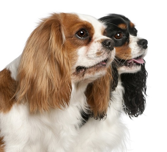 Cavalier King Charles Spaniels are prone to Syringomyelia