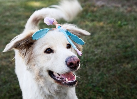 Great Pyrenees dog