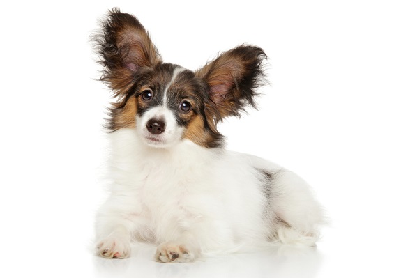 Papillon dogs are prone to Syringomyelia