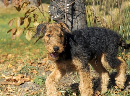 Airedale puppies are prone to Cerebellar Hypoplasia