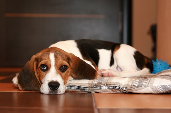 Sad beagle puppy with urine scald