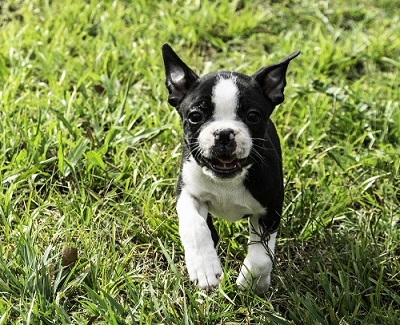 Boston terrier puppy running