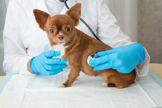 Dogs with spine problems are prone to urinary tract infections.