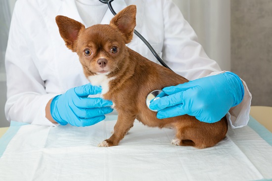 what are the symptoms of a dog with a urinary tract infection