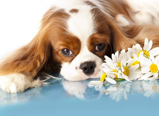 Cavalier King Charles Spaniels are prone to Syringomyelia