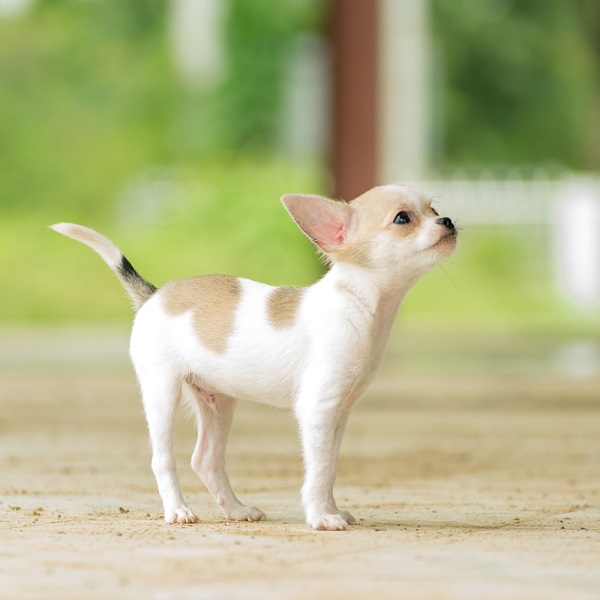 Teacup chihuahua puppy