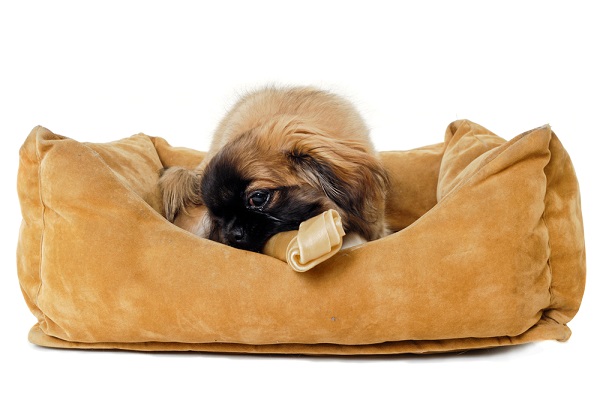 Dog in orthopedic bed