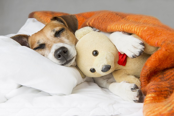 Dog sleeping in waterproof dog bed