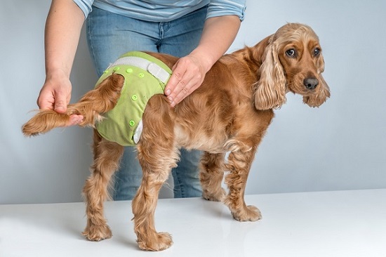 Dog diapers should be changed often to prevent urine scald.