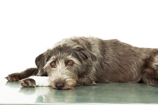 Dog with injured arm.