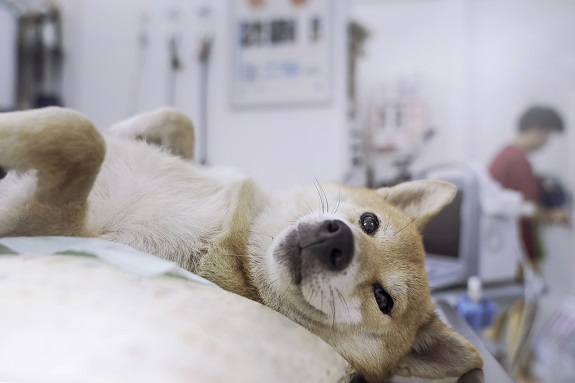 Dog lying on veterinary exam table.