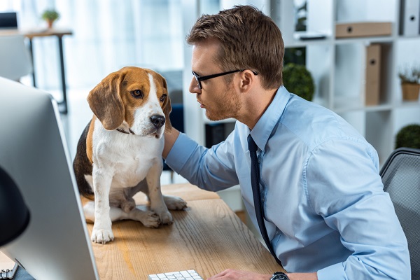 Dog at workplace with owner