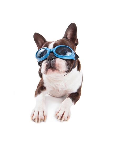Dogs wearing goggles for laser therapy