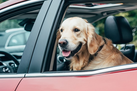 Golden retriever taking a road trip