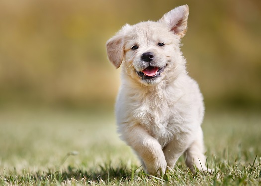 Golden retriever puppy running